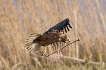 Marsh Harrier Photography by Betty Fold Gallery